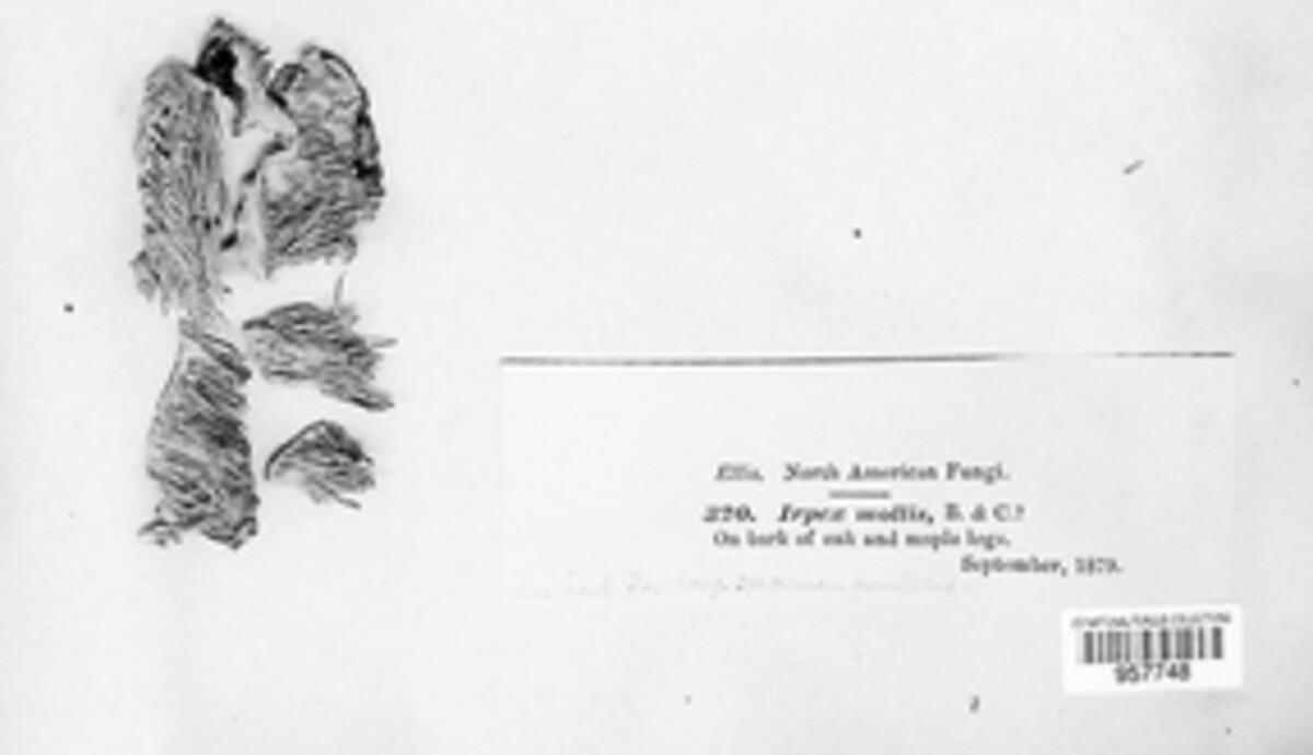 Irpiciporus pachyodon image